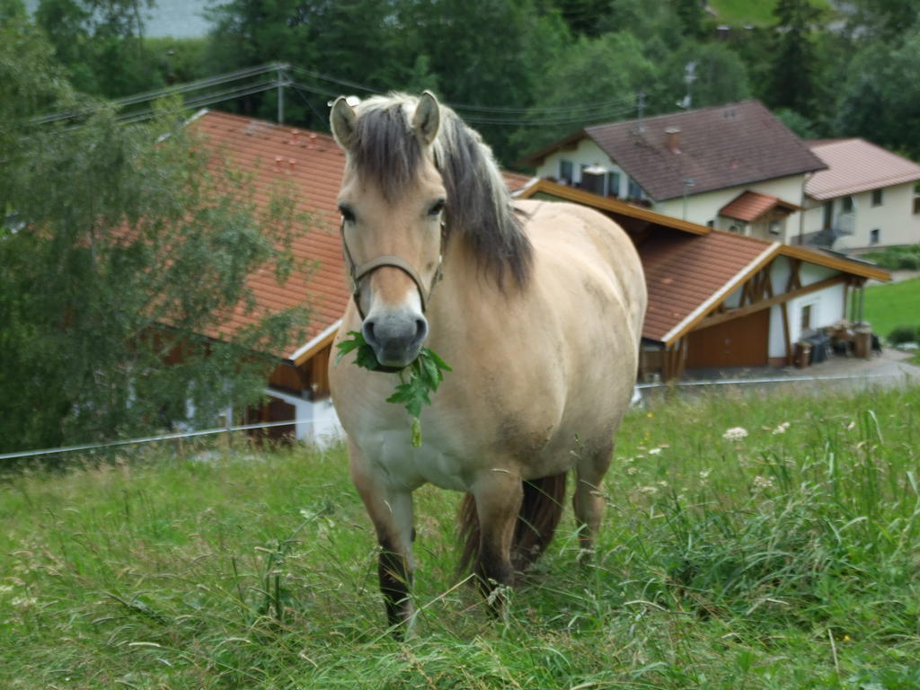 Landhaus Mueller 융홀츠 외부 사진